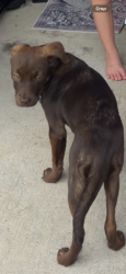 Lost Female Dog last seen Coves of the highlands, Robert, LA 70455