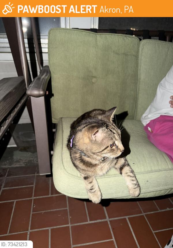 Found/Stray Unknown Cat last seen South 7th St, Akron, PA 17501