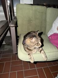 Found/Stray Unknown Cat last seen South 7th St, Akron, PA 17501