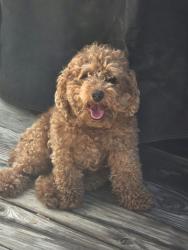 Lost Female Dog last seen Near west 700 south salt lake city, Salt Lake City, UT 84101