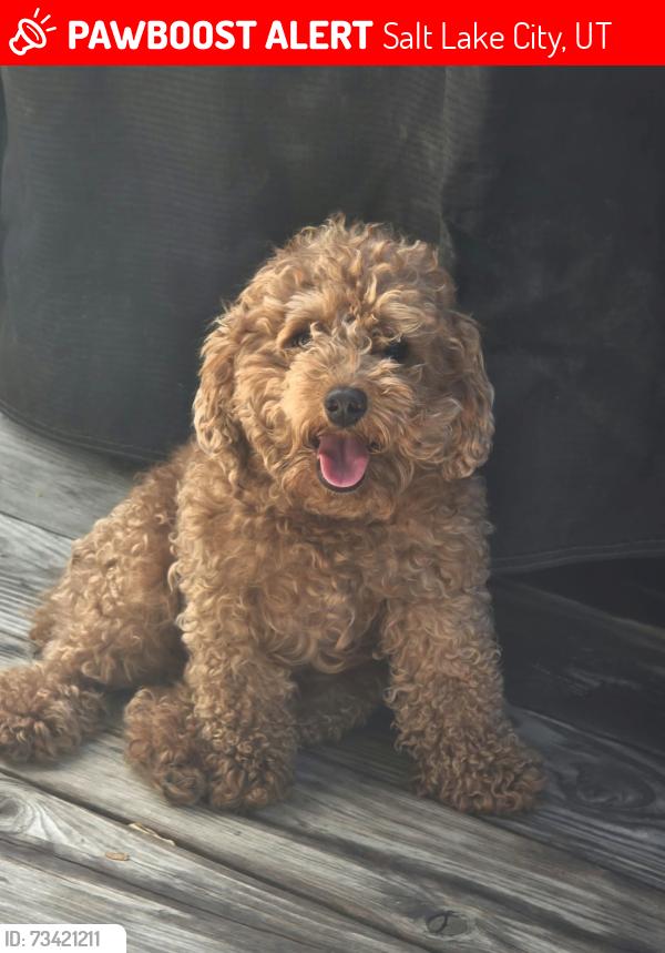 Lost Female Dog last seen Near west 700 south salt lake city, Salt Lake City, UT 84101