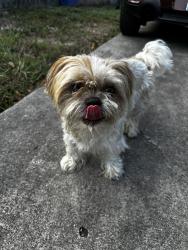 Found/Stray Male Dog last seen By airport, Brownsville, TX 78521