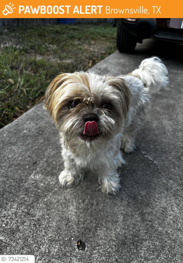 Found/Stray Male Dog last seen By airport, Brownsville, TX 78521