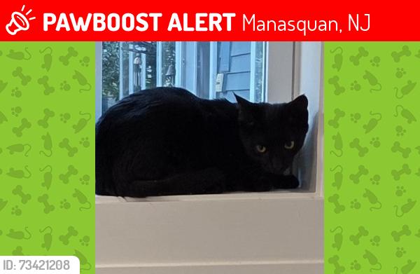 Lost Female Cat last seen Atlantic Avenue, Manasquan, NJ 08736