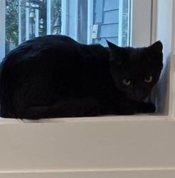 Lost Female Cat last seen Atlantic Avenue, Manasquan, NJ 08736