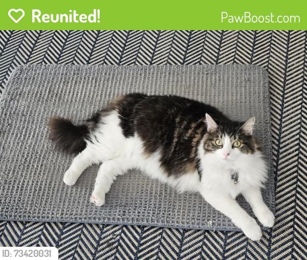Reunited Female Cat last seen Elaine and East Terry, Bonita Springs, FL 34135