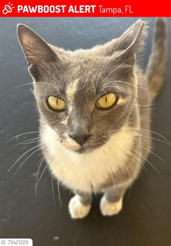 Lost Female Cat last seen Palmetto st, Tampa, FL 33607