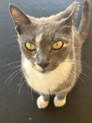 Lost Female Cat last seen Palmetto st, Tampa, FL 33607