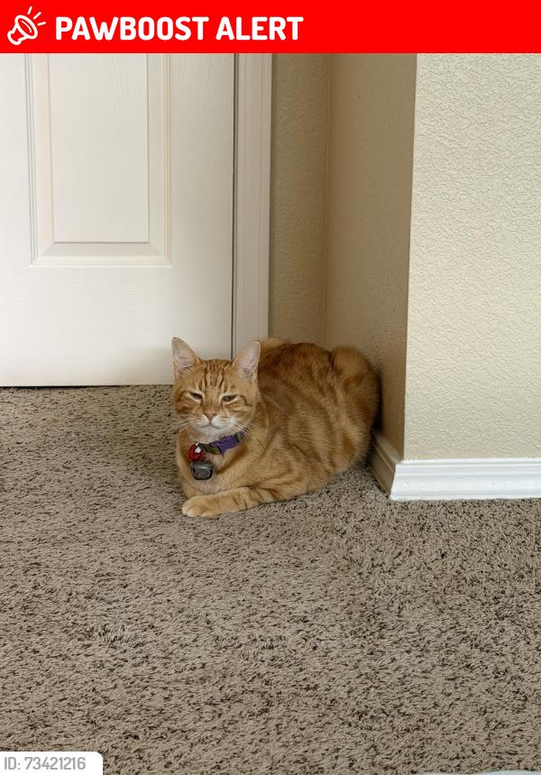 Lost Male Cat last seen In the Palomino Park complex off of Quebec street, but could have gone far by now, Highlands Ranch, CO 80130