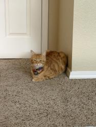 Lost Male Cat last seen In the Palomino Park complex off of Quebec street, but could have gone far by now, Highlands Ranch, CO 80130