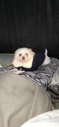 Lost Female Dog last seen Bonanza and linn, Sunrise Manor, NV 89110