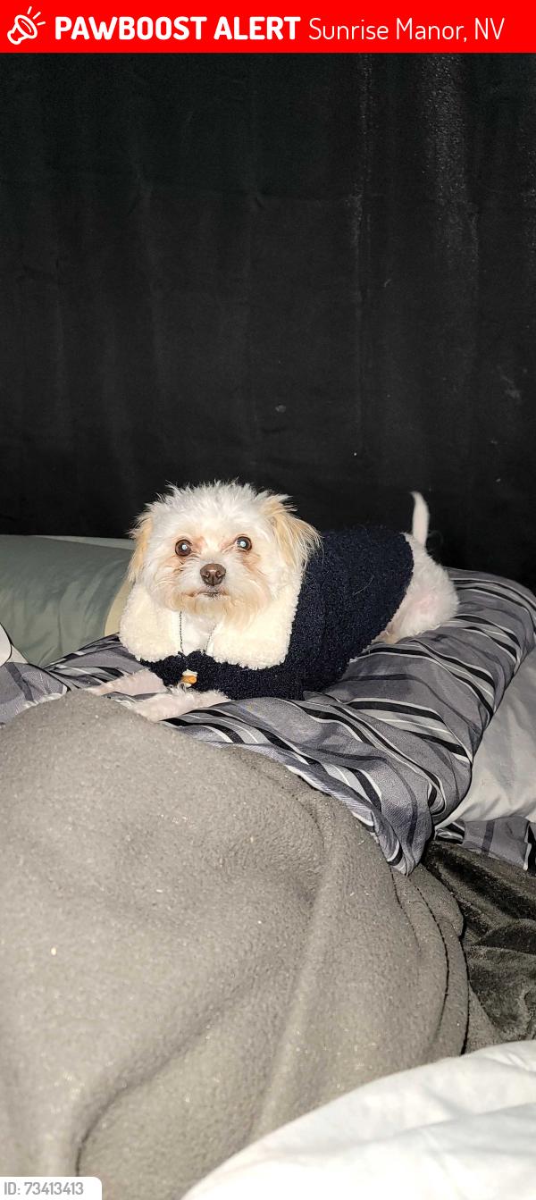 Lost Female Dog last seen Bonanza and linn, Sunrise Manor, NV 89110