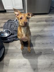 Found/Stray Female Dog last seen Rodney Parham Rd. And Brookside Dr., Little Rock, AR 72205