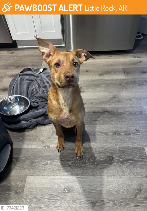 Found/Stray Female Dog last seen Rodney Parham Rd. And Brookside Dr., Little Rock, AR 72205
