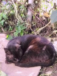 Reunited Male Cat last seen 28th and Denison Ave, San Pedro, Los Angeles, CA 90731