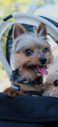 Reunited Male Dog last seen Huntington Drive, Monrovia, CA 91016