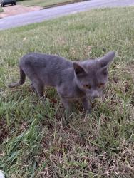 Found/Stray Male Cat last seen Colonial, Memphis, TN 38117