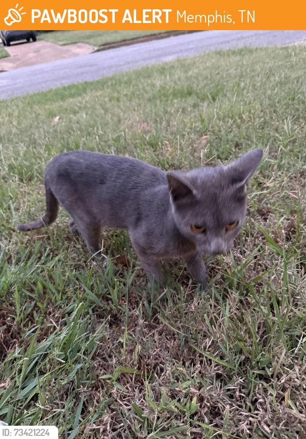 Found/Stray Male Cat last seen Colonial, Memphis, TN 38117