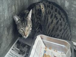 Shelter Stray Male Cat last seen , 14409 Vanowen St, Van Nuys, CA 91405, USA