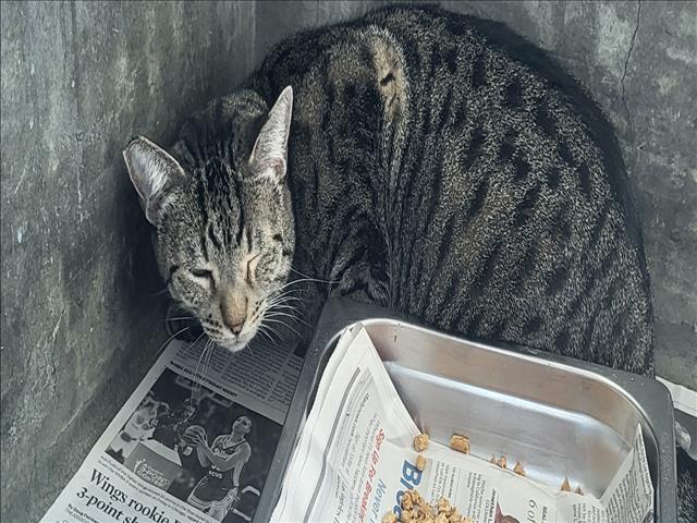 Shelter Stray Male Cat last seen , 14409 Vanowen St, Van Nuys, CA 91405, USA