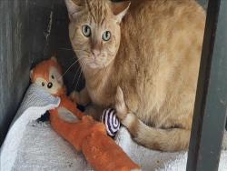 Shelter Stray Male Cat last seen , 14409 Vanowen St, Van Nuys, CA 91405, USA