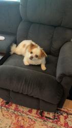 Lost Male Dog last seen Ranson rd, Huntersville, NC 28078