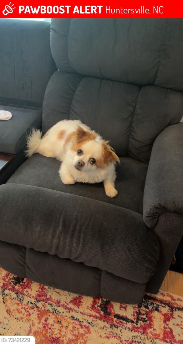 Lost Male Dog last seen Ranson rd, Huntersville, NC 28078