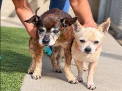 Shelter Stray Male Dog last seen , 957 N Gaffey St, San Pedro, CA 90731, USA