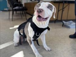 Shelter Stray Male Dog last seen , 957 N Gaffey St, San Pedro, CA 90731, USA