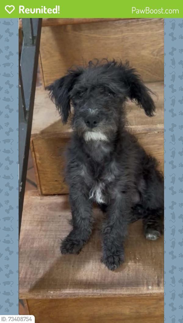 Reunited Male Dog last seen E Ave R & Division St, Palmdale, CA 93550, USA, Palmdale, CA 93550