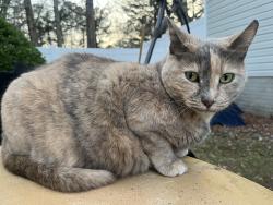Lost Female Cat last seen Deerfield pkwy, Milton, GA 30004
