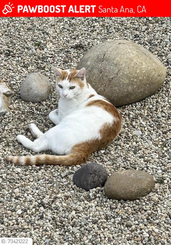 Lost Male Cat last seen Santa Clara and Wright, Santa Ana, CA 92705