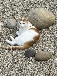 Lost Male Cat last seen Santa Clara and Wright, Santa Ana, CA 92705