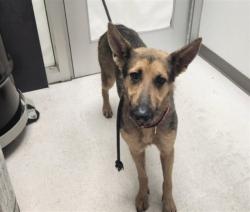 Shelter Stray Female Dog last seen , 11361 W Pico Blvd, Los Angeles, CA 90064, USA