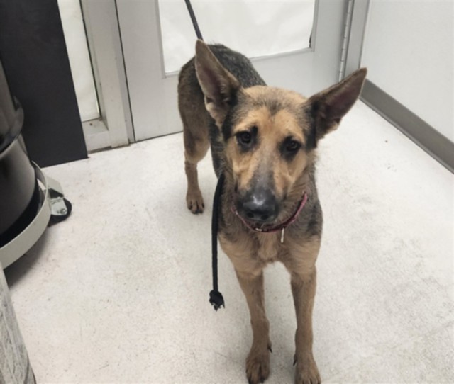 Shelter Stray Female Dog last seen , 11361 W Pico Blvd, Los Angeles, CA 90064, USA