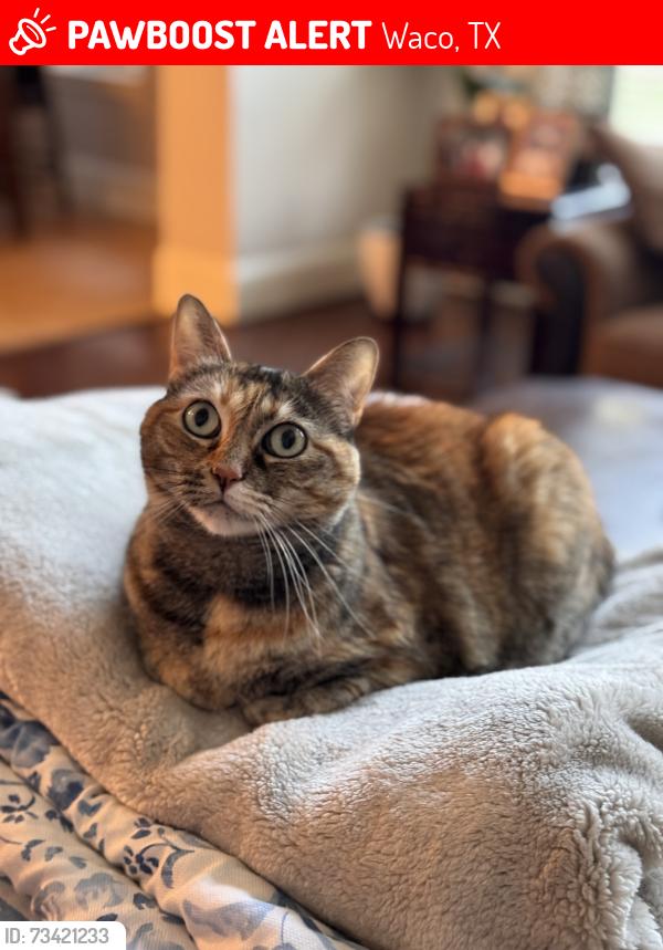 Lost Female Cat last seen Department of Transportation parking lot, Waco, TX 76704