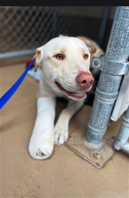 Shelter Stray Male Dog last seen SWEETWATER RD AND 805 N ON RAMP, 130 Beyer Way, Chula Vista, CA 91911, USA