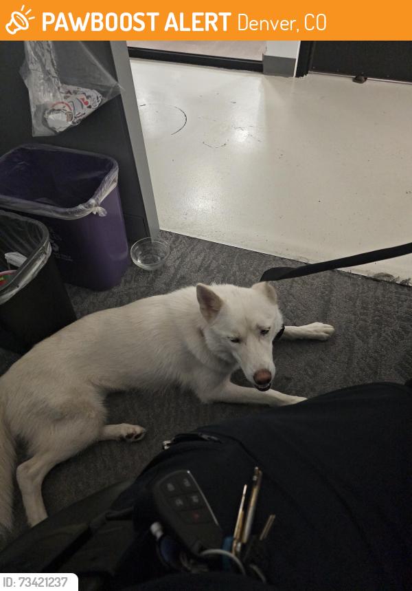 Found/Stray Female Dog last seen King Soopers, Denver, CO 80220
