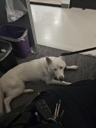 Found/Stray Female Dog last seen King Soopers, Denver, CO 80220