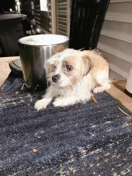 Found/Stray Unknown Dog last seen Victory drive , Duncan park area, Spartanburg, SC 29306