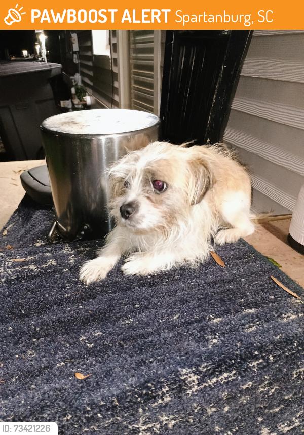 Found/Stray Unknown Dog last seen Victory drive , Duncan park area, Spartanburg, SC 29306