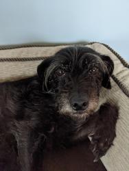 Lost Female Dog last seen McCray Rd, which is off of Trout Cove, Brasstown, NC 28902