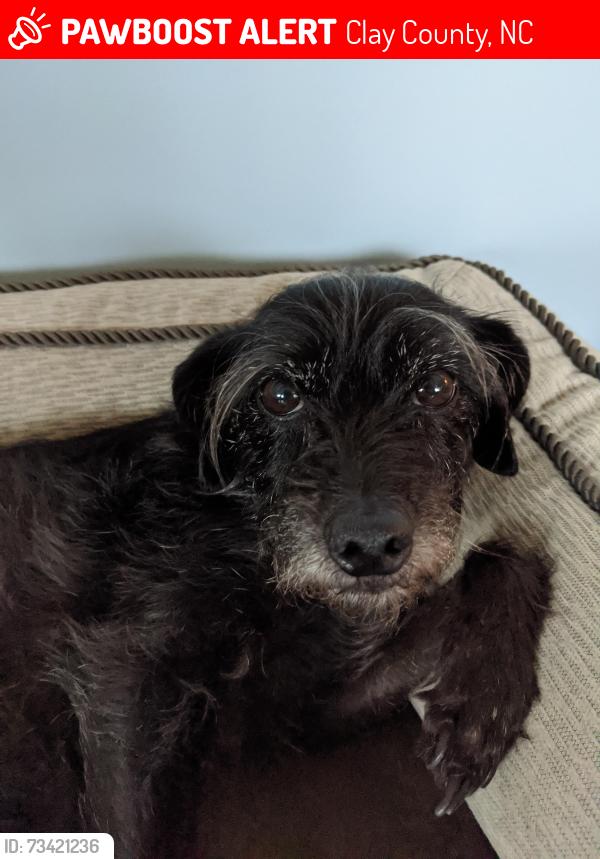 Lost Female Dog last seen McCray Rd, which is off of Trout Cove, Brasstown, NC 28902
