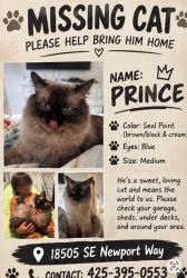 Lost Male Cat last seen Near se Newport way, Issaquah, WA 98008