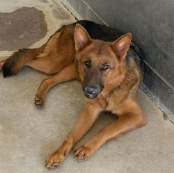 Shelter Stray Female Dog last seen MAPLE, 333 Chandler Pl, San Bernardino, CA 92408, USA