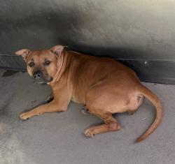 Shelter Stray Female Dog last seen Near BLOCK E 40TH, 333 Chandler Pl, San Bernardino, CA 92408, USA
