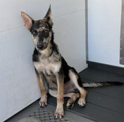 Shelter Stray Male Dog last seen ORANGE SHOW AND E ST, 333 Chandler Pl, San Bernardino, CA 92408, USA