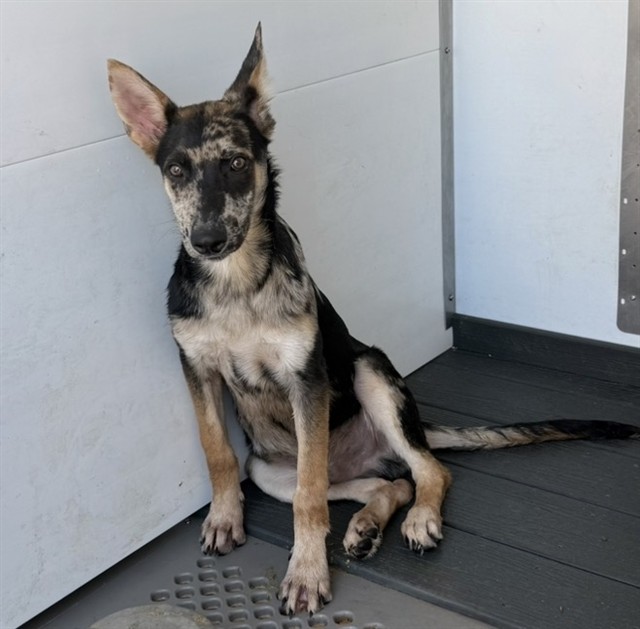 Shelter Stray Male Dog last seen ORANGE SHOW AND E ST, 333 Chandler Pl, San Bernardino, CA 92408, USA