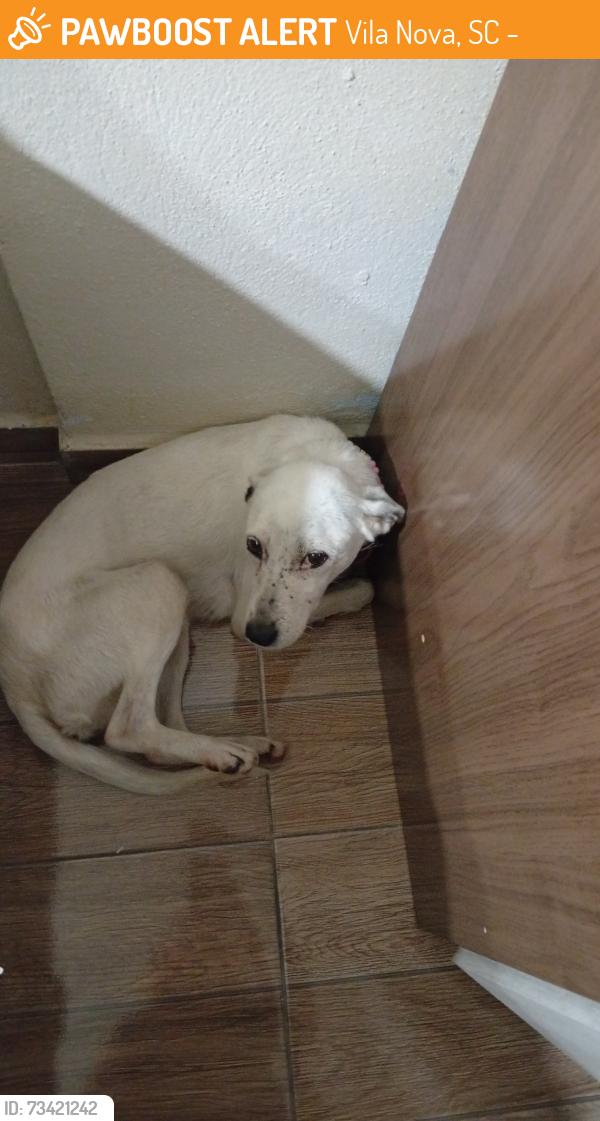 Found/Stray Female Dog last seen Na rua do mercado real, Vila Nova, SC 89237-166