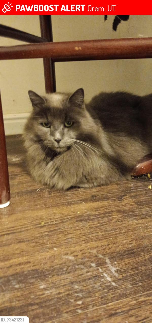 Lost Female Cat last seen Near N 800 W Orem, Orem, UT 84057
